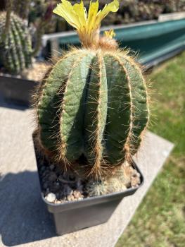 Notocactus magnificus